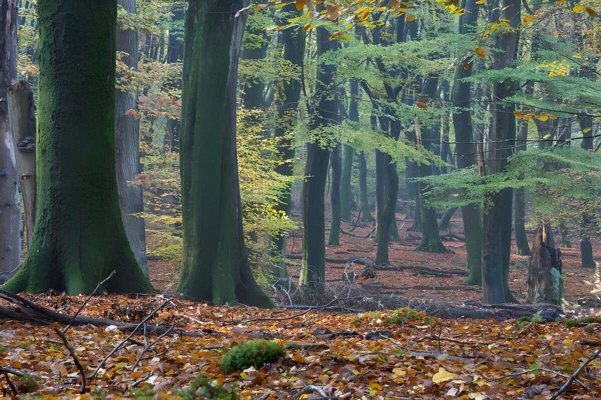  Herbst im Speulderwald