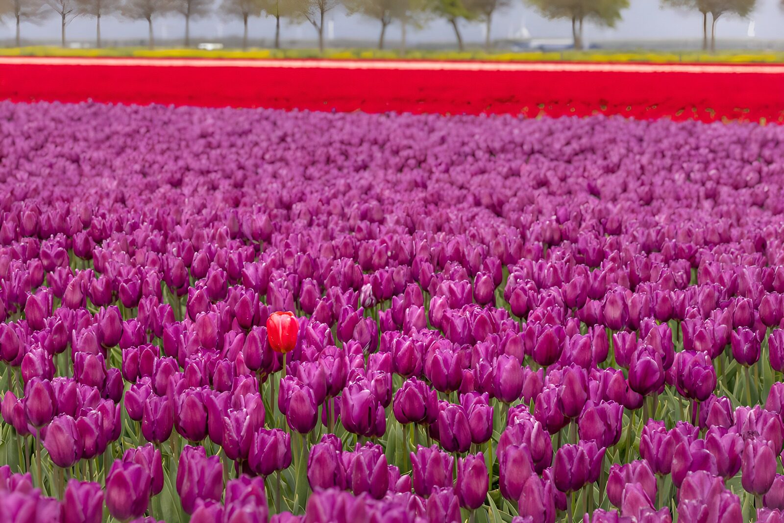 TPDE58263: Farbenfrohe Tulpenfelder im Frühling