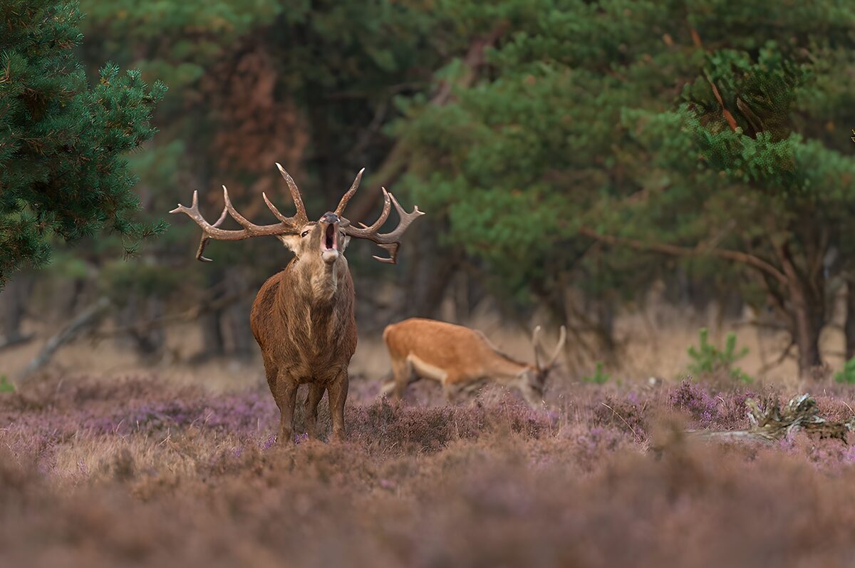 TPDE85031: Majestätischer Rothirsch im Wald