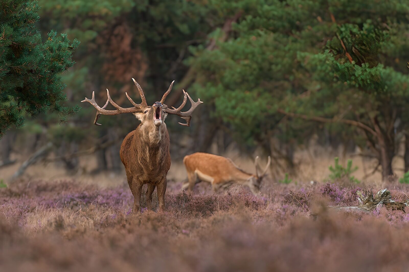 TPDE85031: Majestätischer Rothirsch im Wald