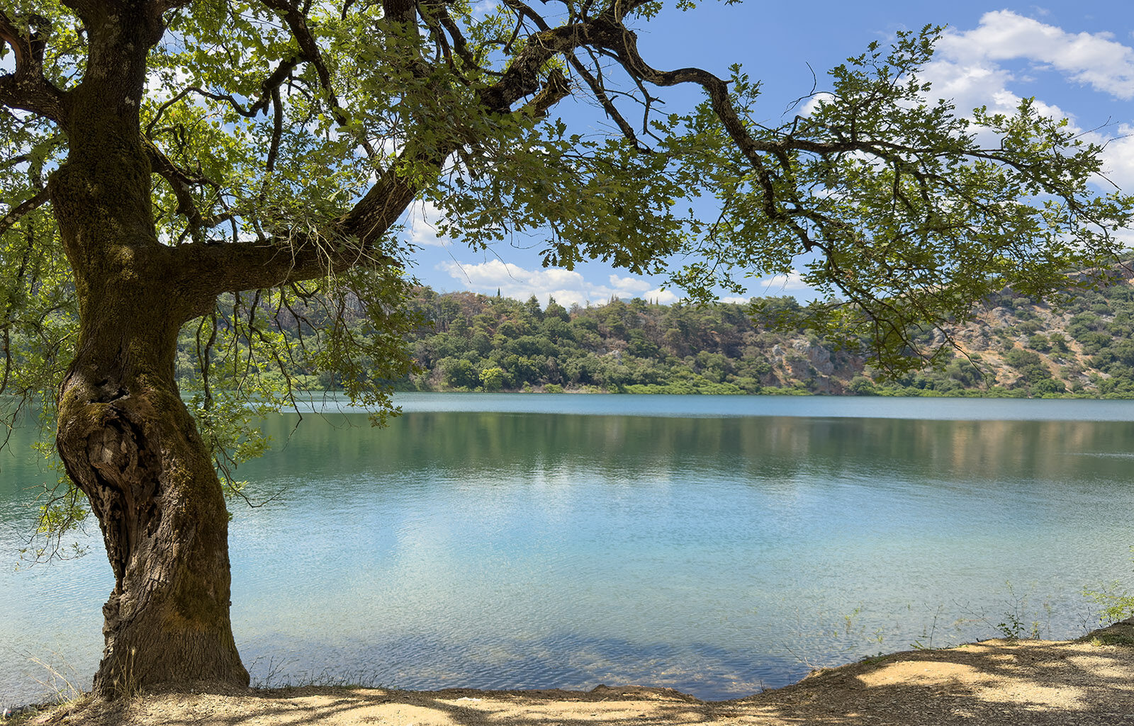 TPDE37231: Baum am ruhigen Seeufer