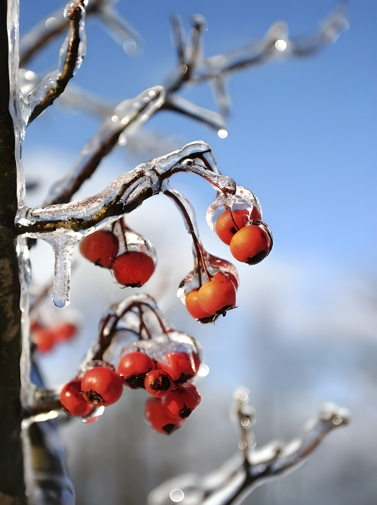 TPDE46021: gefrorene rote Beeren