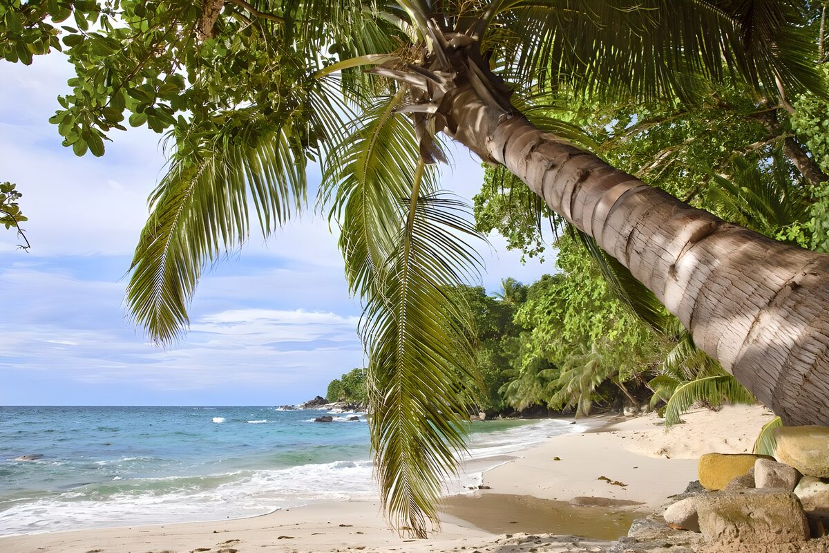 TPDE22995: immer grüne, tropische Bewachsung am Meer in Thailand