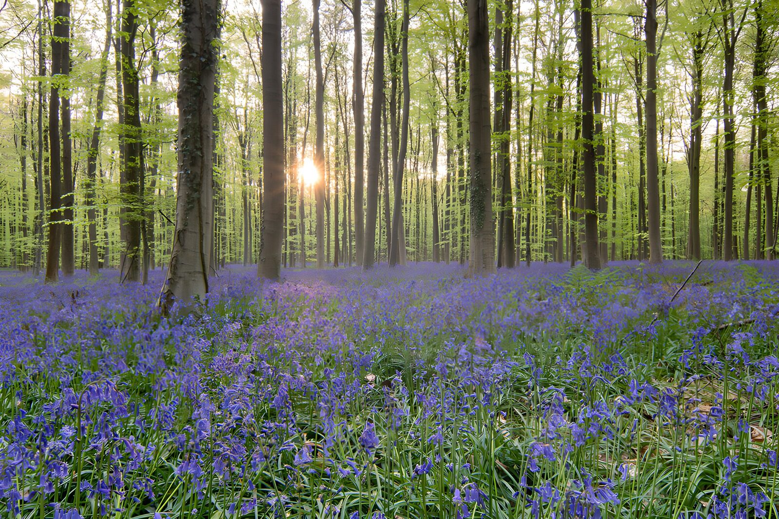TPDE62607: Blühende Wälder im Sonnenlicht