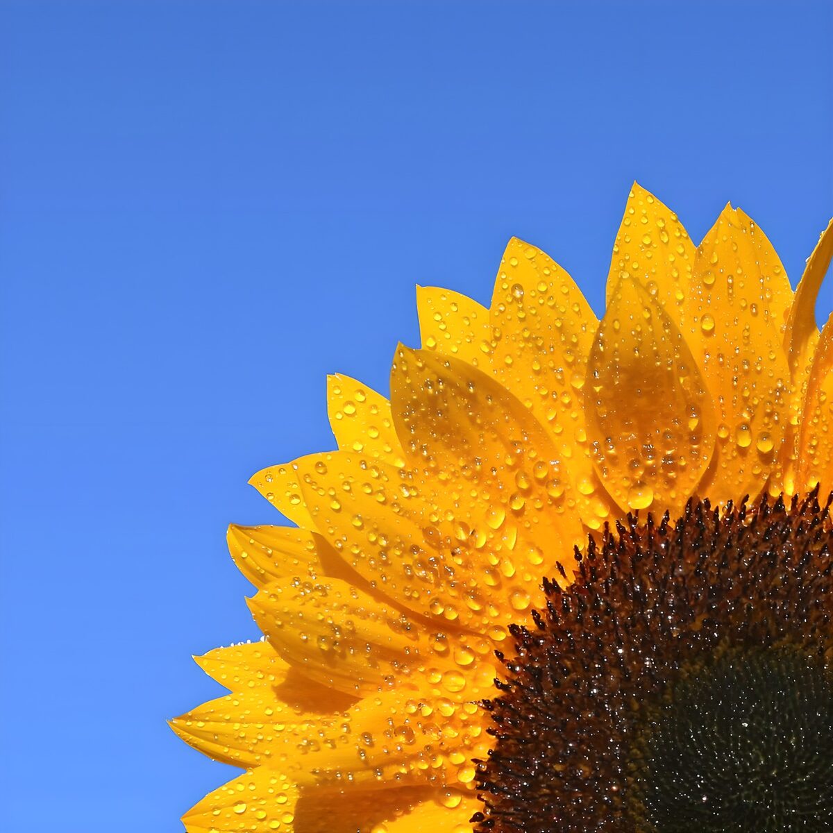 TPDE52850: eine Sonnenblume frühmorgens