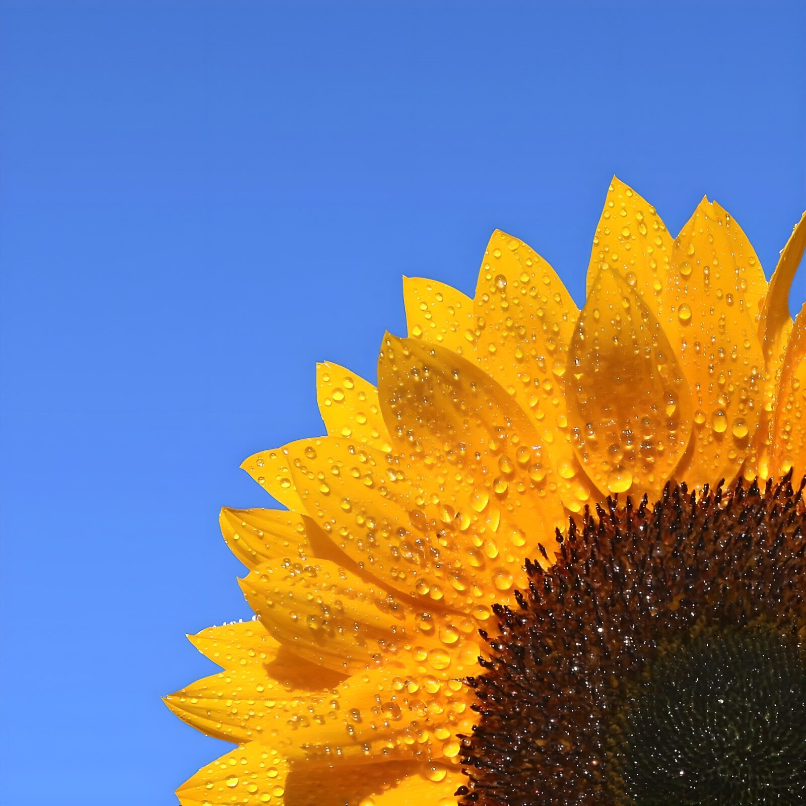 TPDE52850: eine Sonnenblume frühmorgens