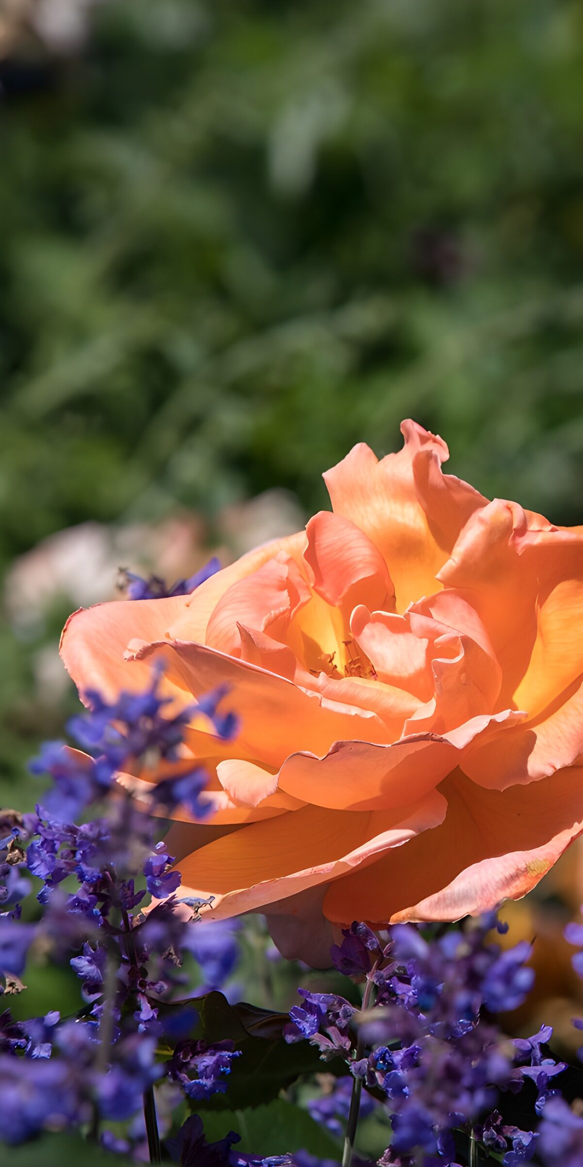 TPDE52969: Schöne orange Rose im Garten