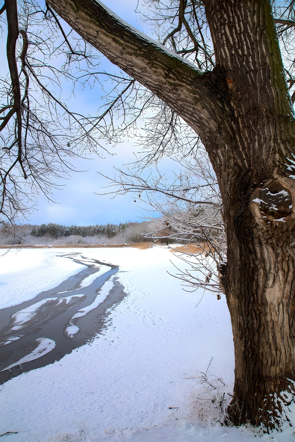 TPDE29324: Winterlandschaft mit Baum