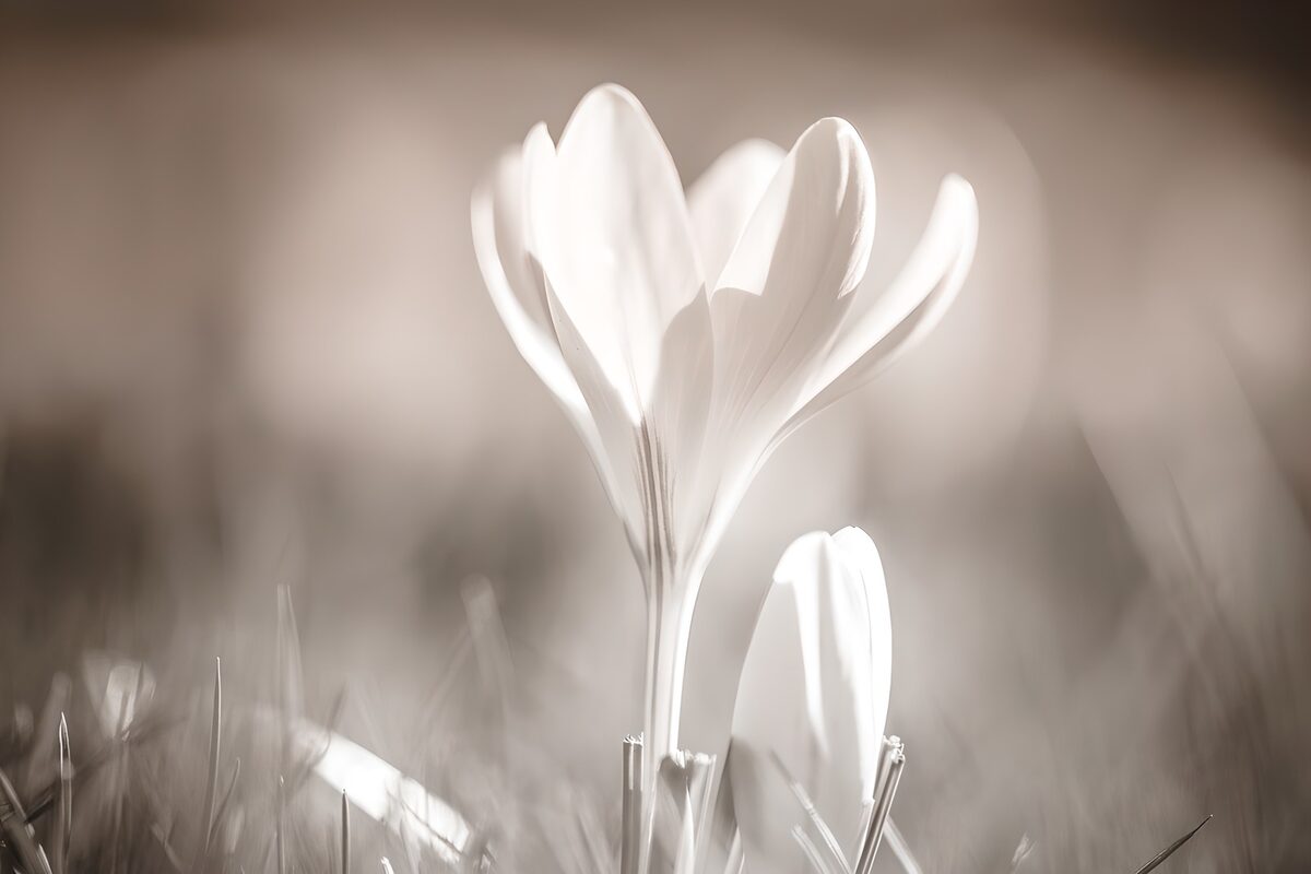 TPDE86975: Weißer  Krokus