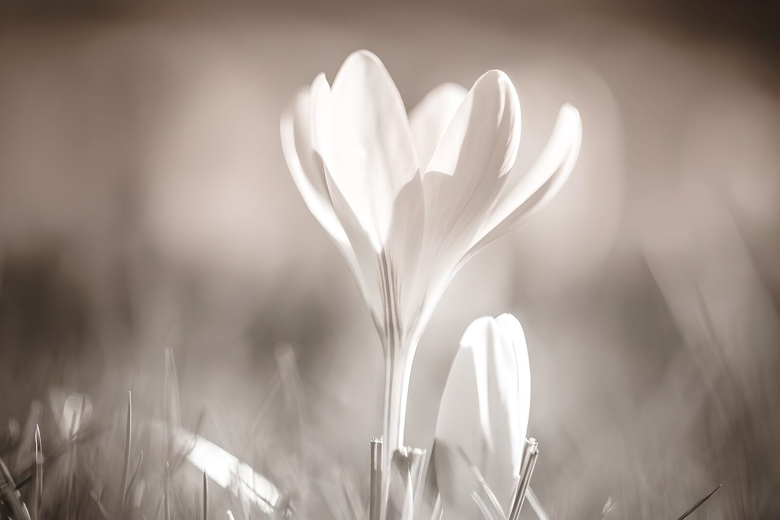 TPDE86975: Weißer  Krokus