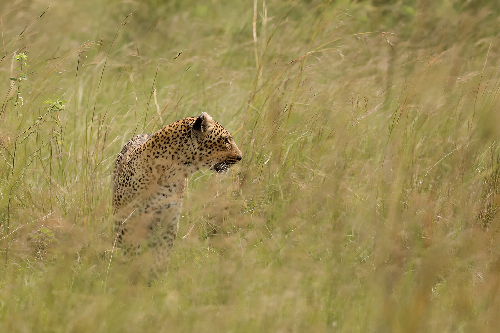 TPDE72380: Leopard im hohen Gras