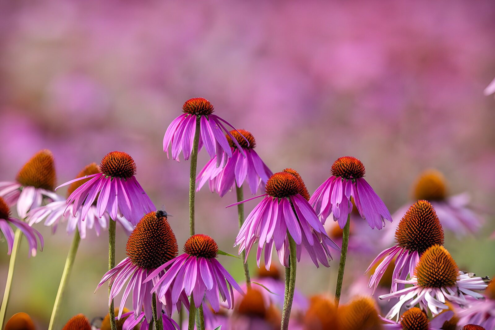 TPDE51922: Bunte Echinacea im Sonnenlicht