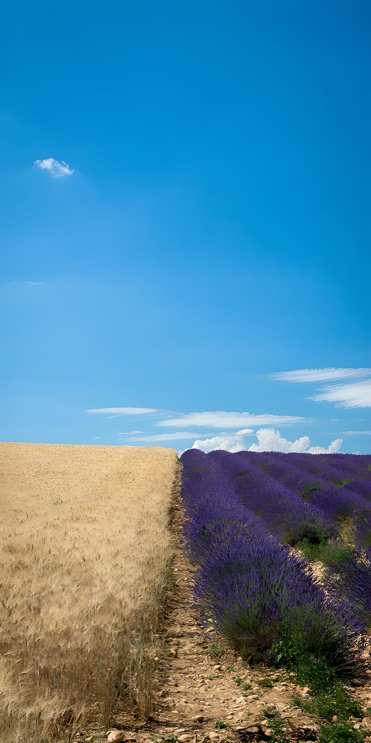 TPDE89899: Felder der Ruhe: Lavendel und Weizen