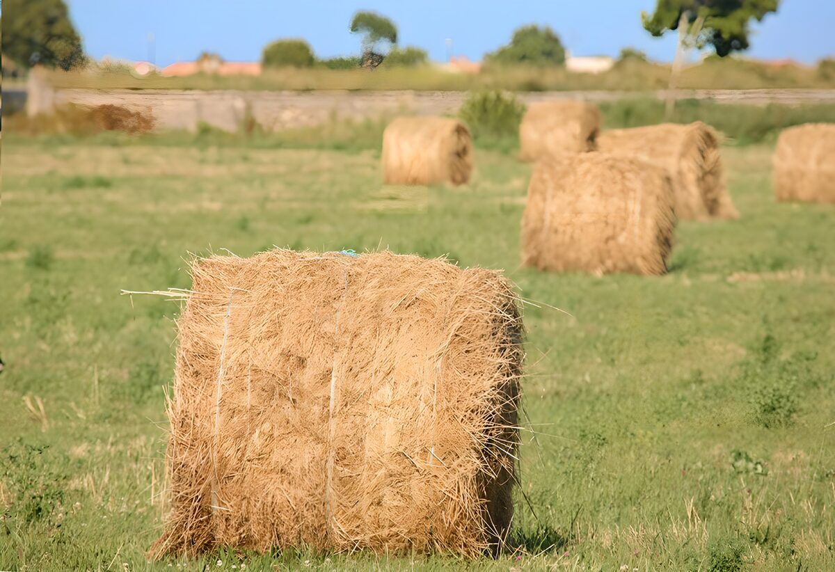 gemähtes Gras zu Heuballen gepreßt