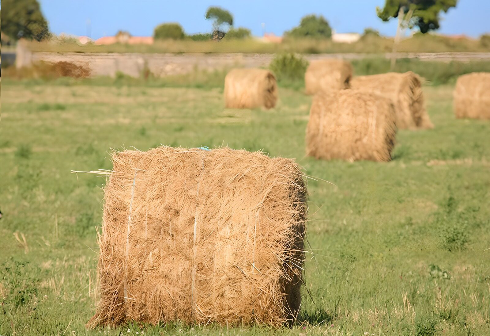 TPDE50878: gemähtes Gras zu Heuballen gepreßt