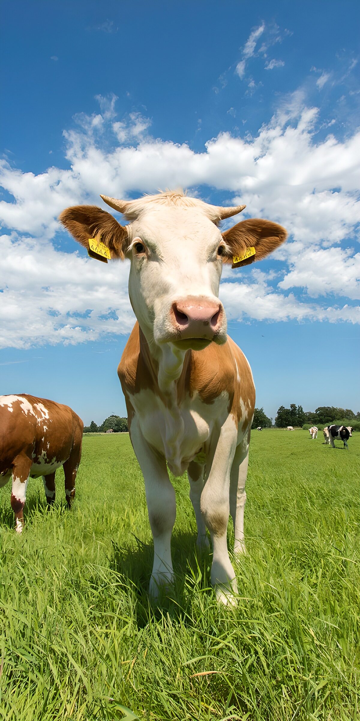 Freundliches Rind auf grüner Wiese