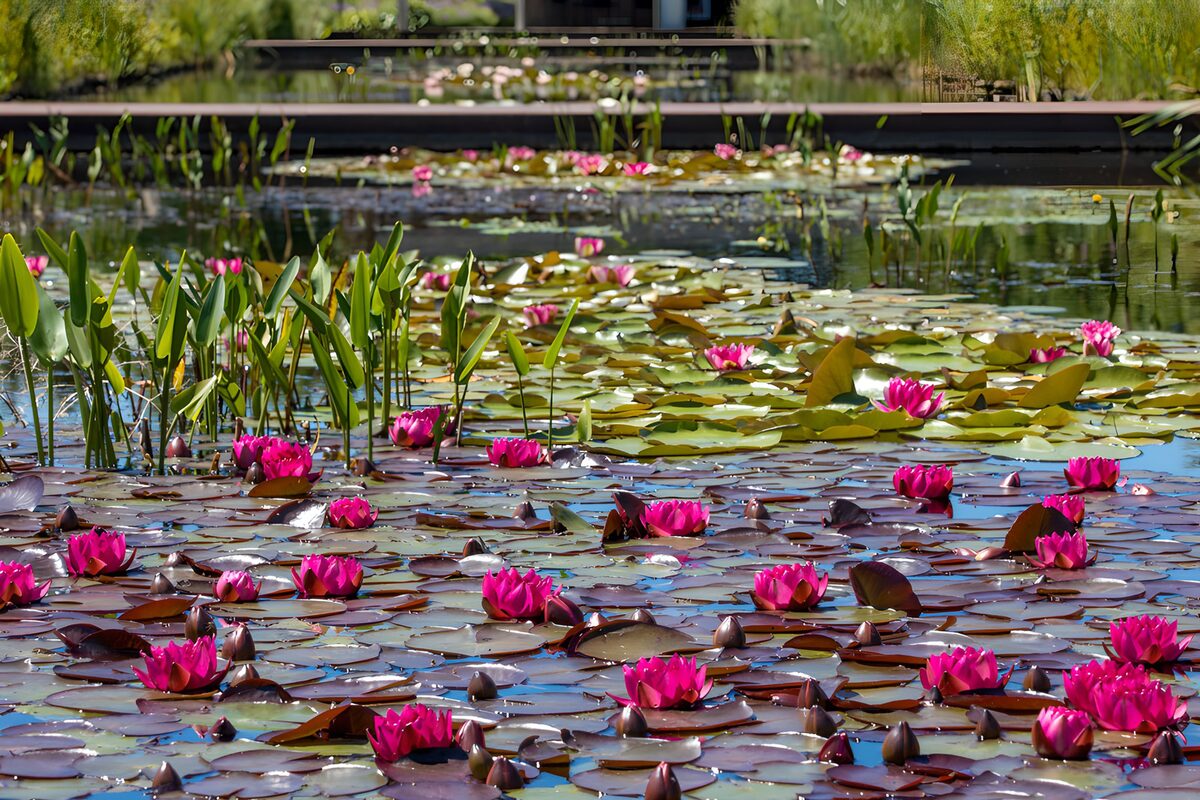 TPDE54337: Blühende Seerosen im Gartenteich