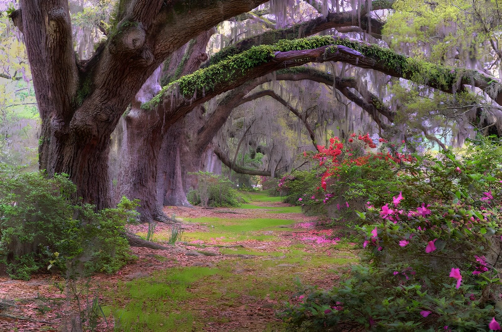 TPDE60853: Die Äste der  Bäume hängen über einem Wanderweg mit Rhododendren