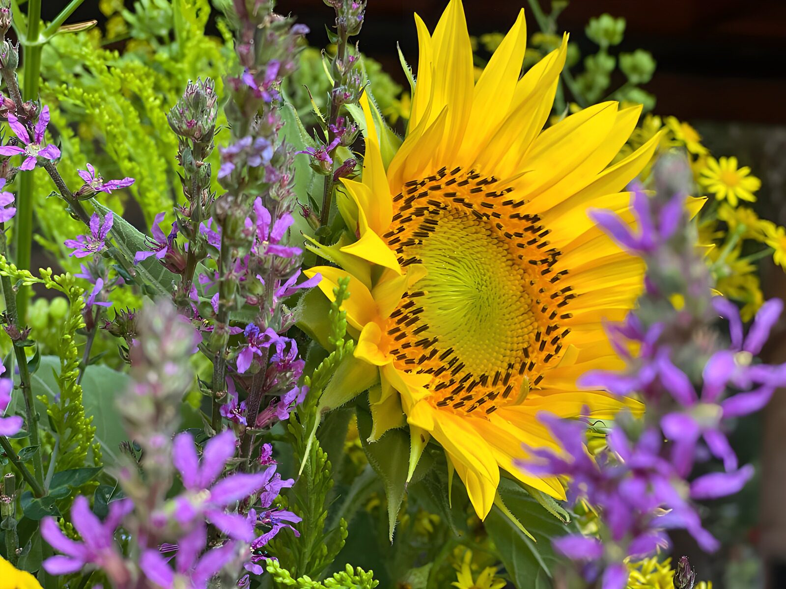 TPDE59902: Sonnenblume im Wildblumenstrauß