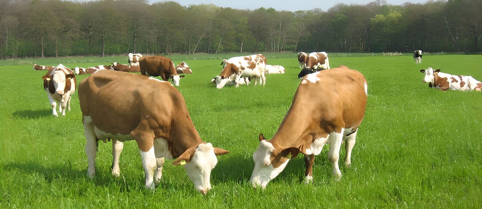 TPDE48398: Herde  Kühe in grünem Gras