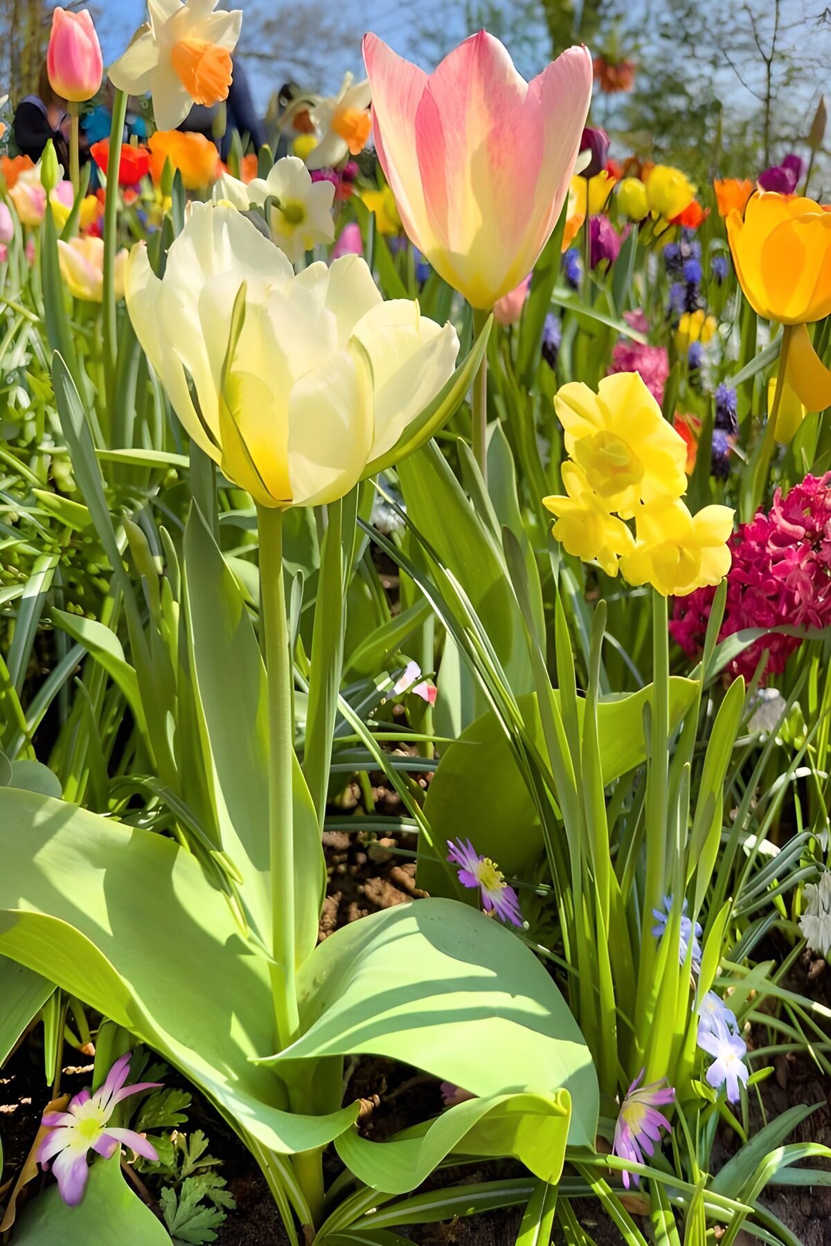 Bunte Frühlingsblumen im Garten