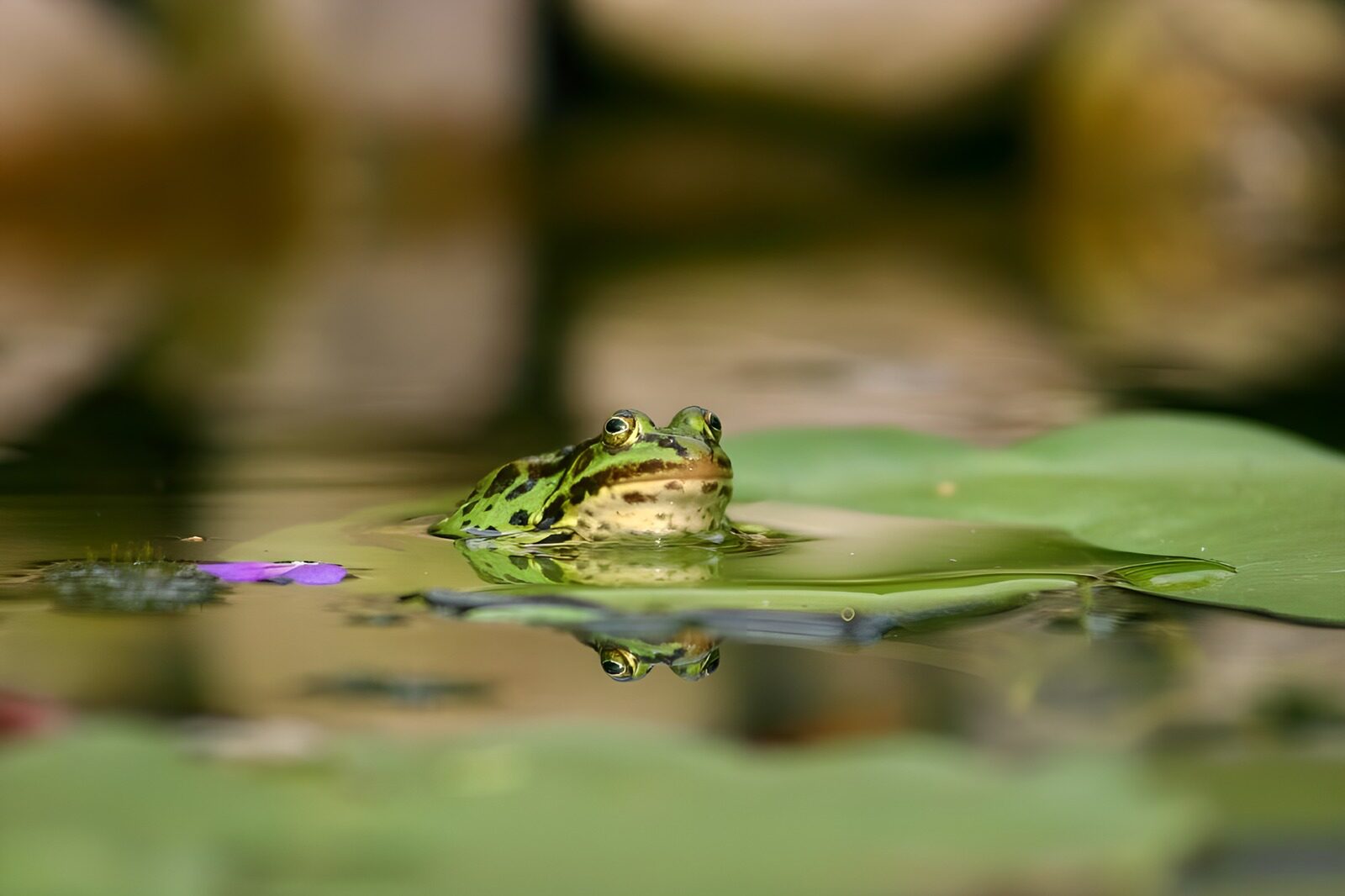 TPDE66900: Frosch auf dem Blatt einer Seerose