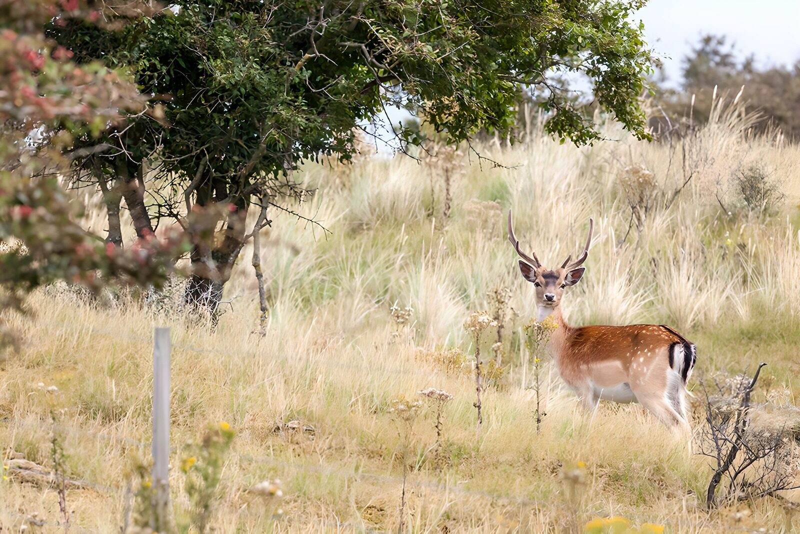 TPDE23997: wachsamer Damhirsch in der Natur