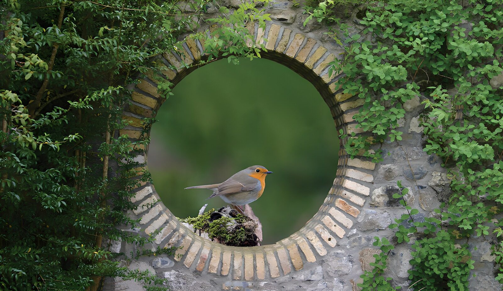 TPDE56725: Rotkehlchen im Garten