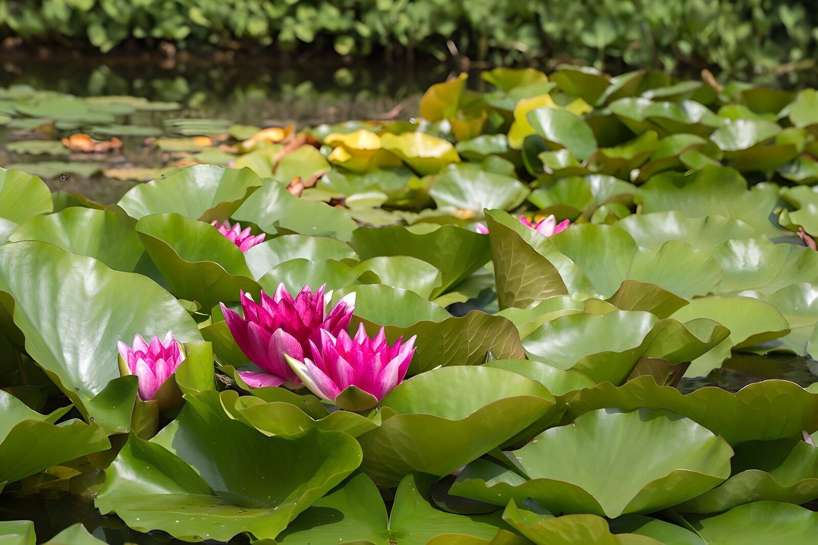 TPDE99163: blühende lilafarbene Seerose in einem Teich