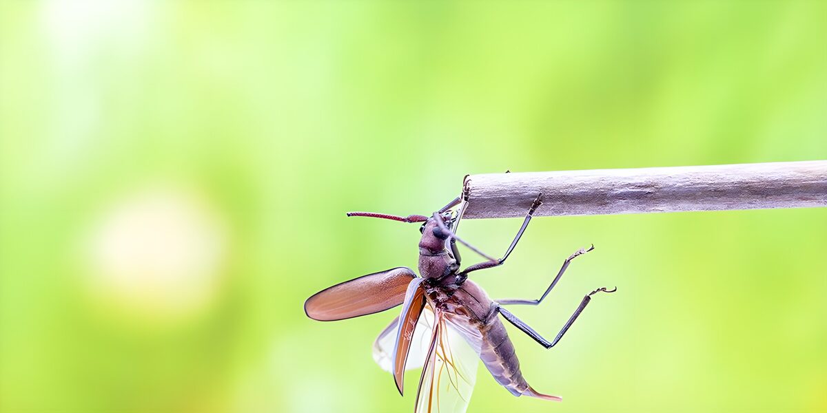 TPDE37264: Käfer sucht Larven um sich zu ernähren