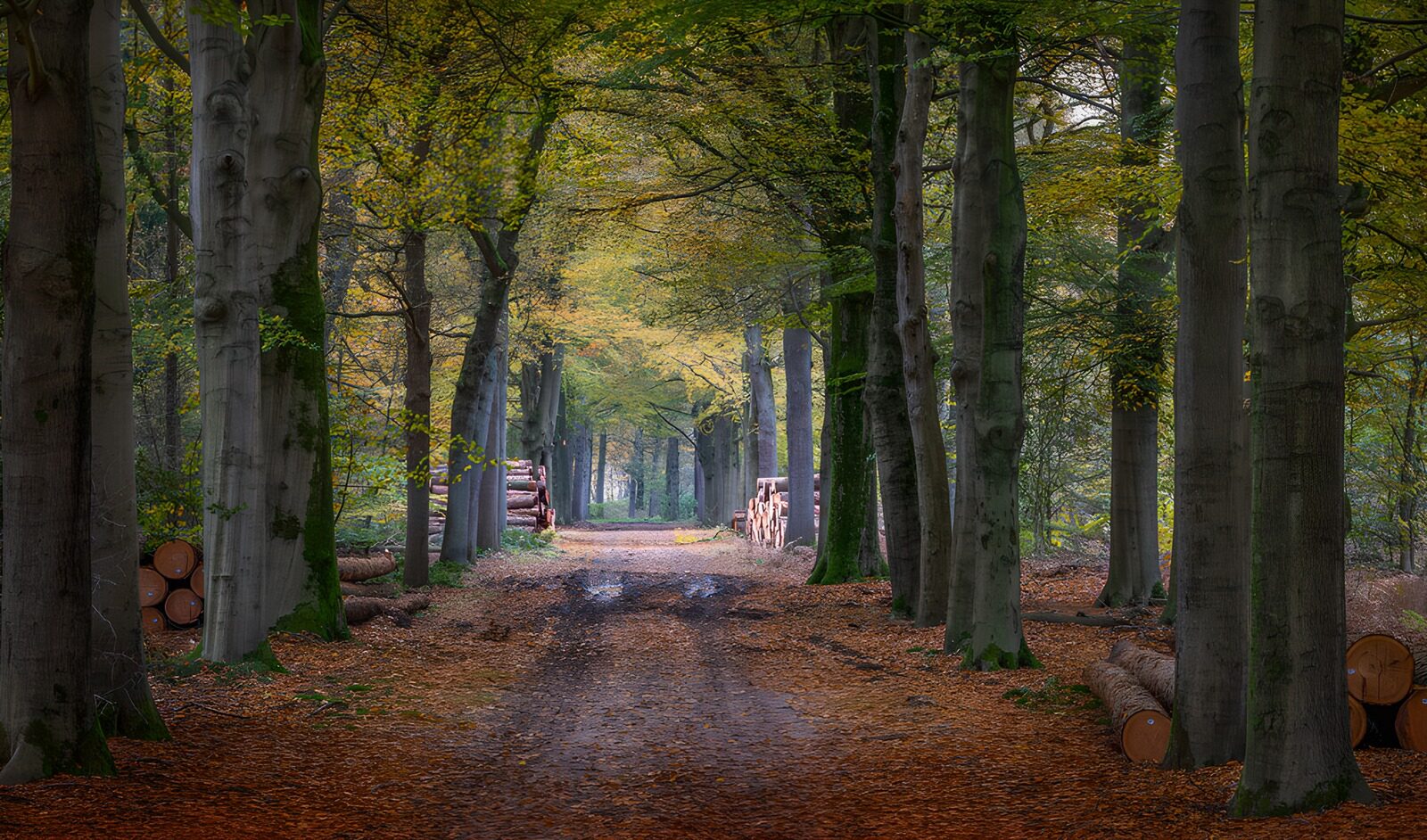 TPDE50638: Herbstlicher Waldweg mit Baumstämmen