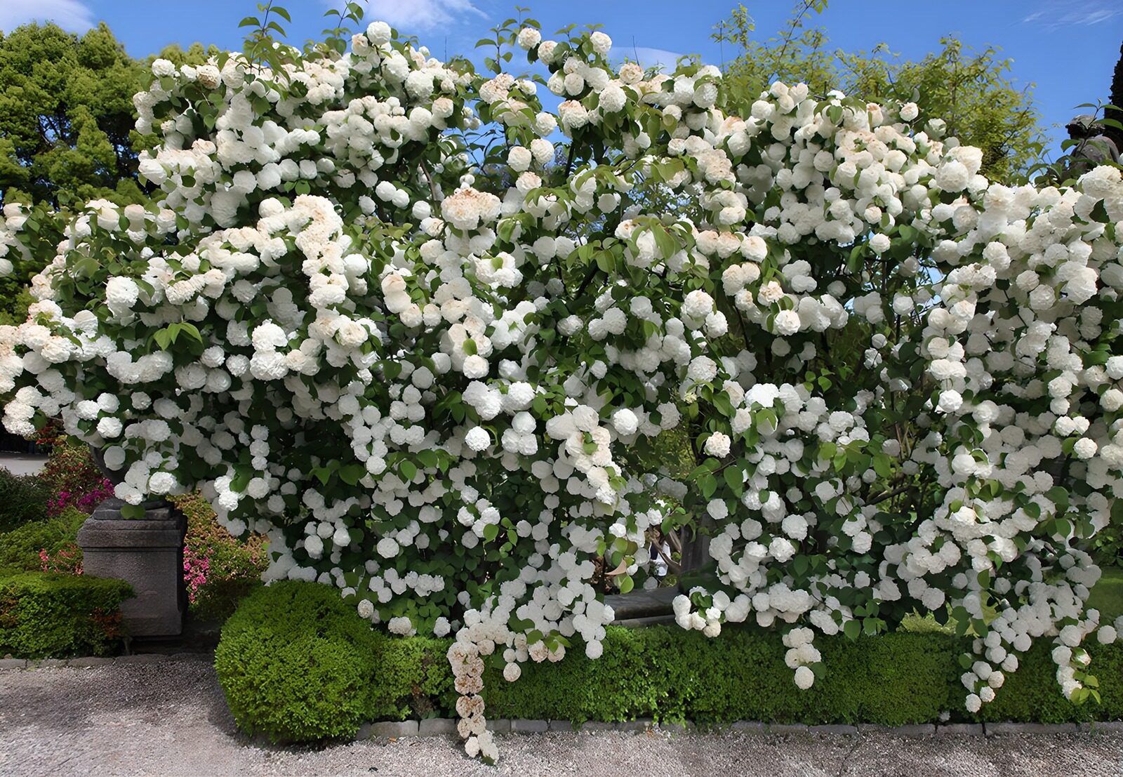 TPDE94816: wunderschöne weiße Blüten im Frühling in einem Park