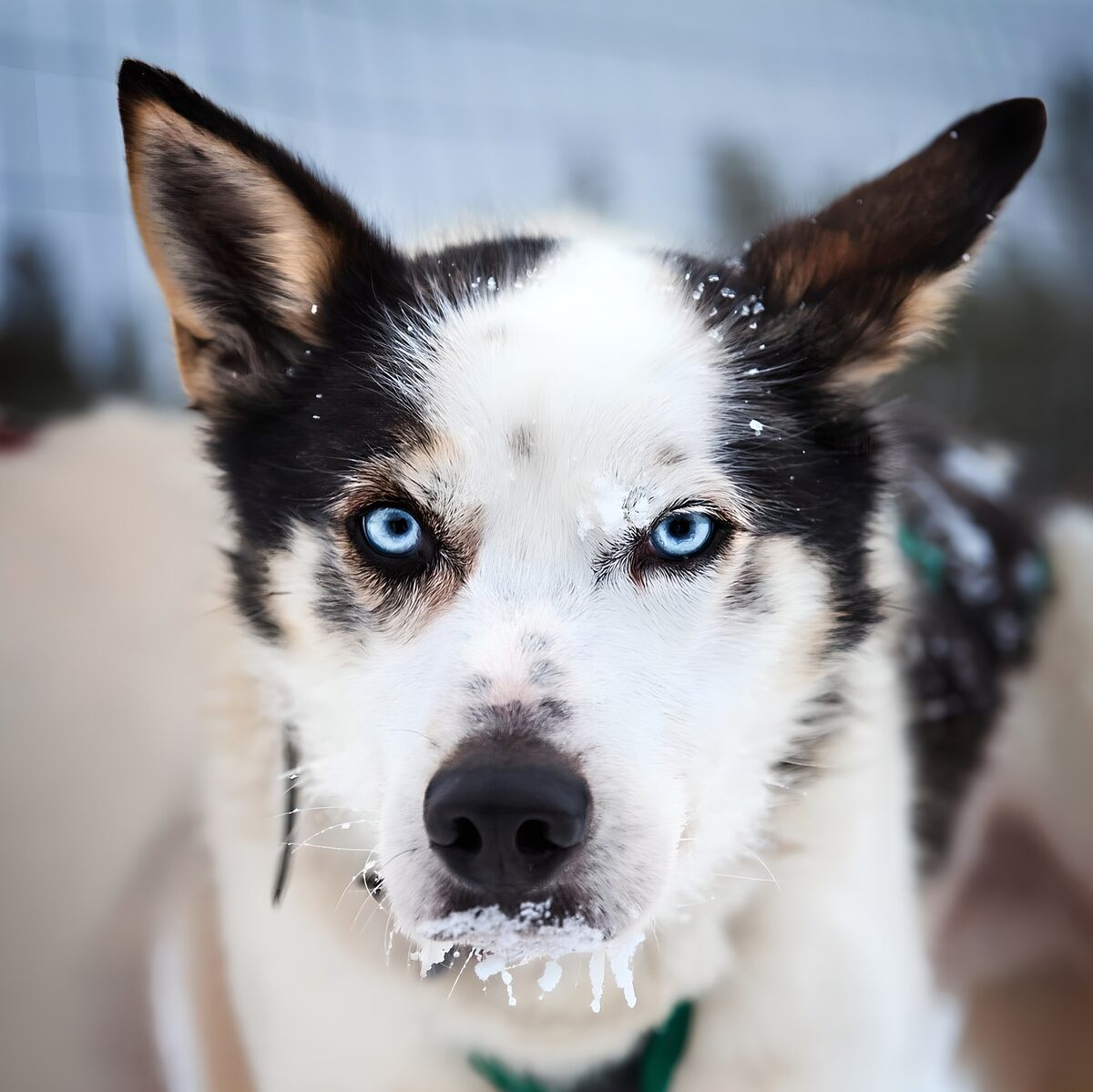 TPDE19596: Kopf einer Husky mit den typischen blauen Augen