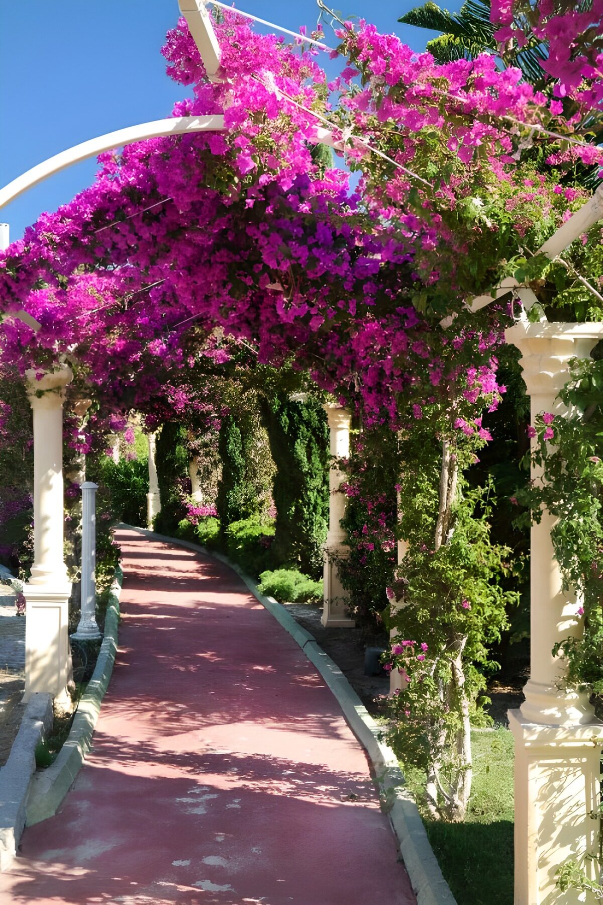 TPDE65412: die wunderschönen lilafarbenen Ranken der Bougainvillea am Spalier in mediterraner Umgebung