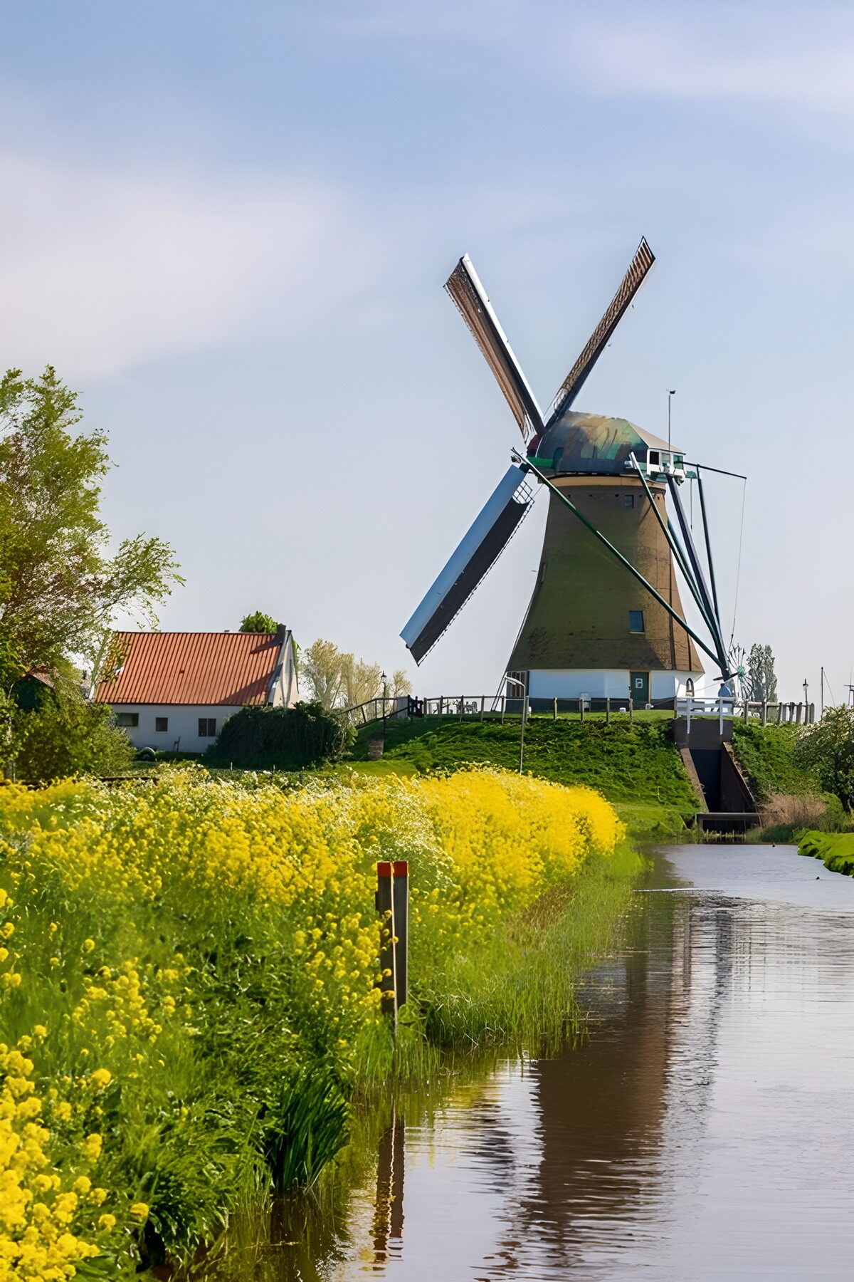 TPDE36999: Windmühle und blühende Wiesenlandschaft