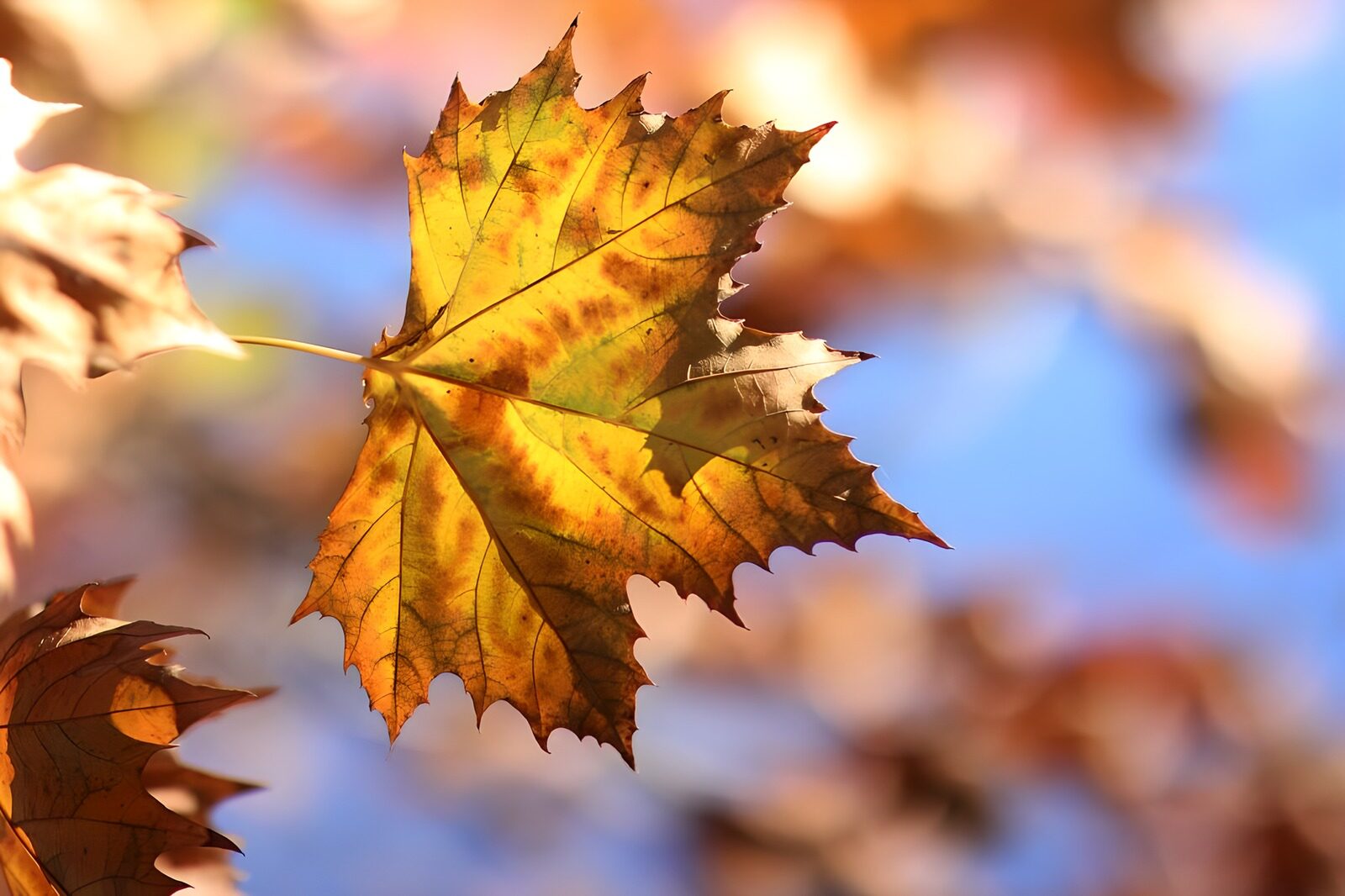 TPDE28881: buntes Herbstblatt