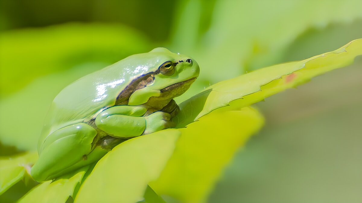 ein Froschlurch sitzt auf einem Blatt in einem Gewässer und lauert auf Insekten