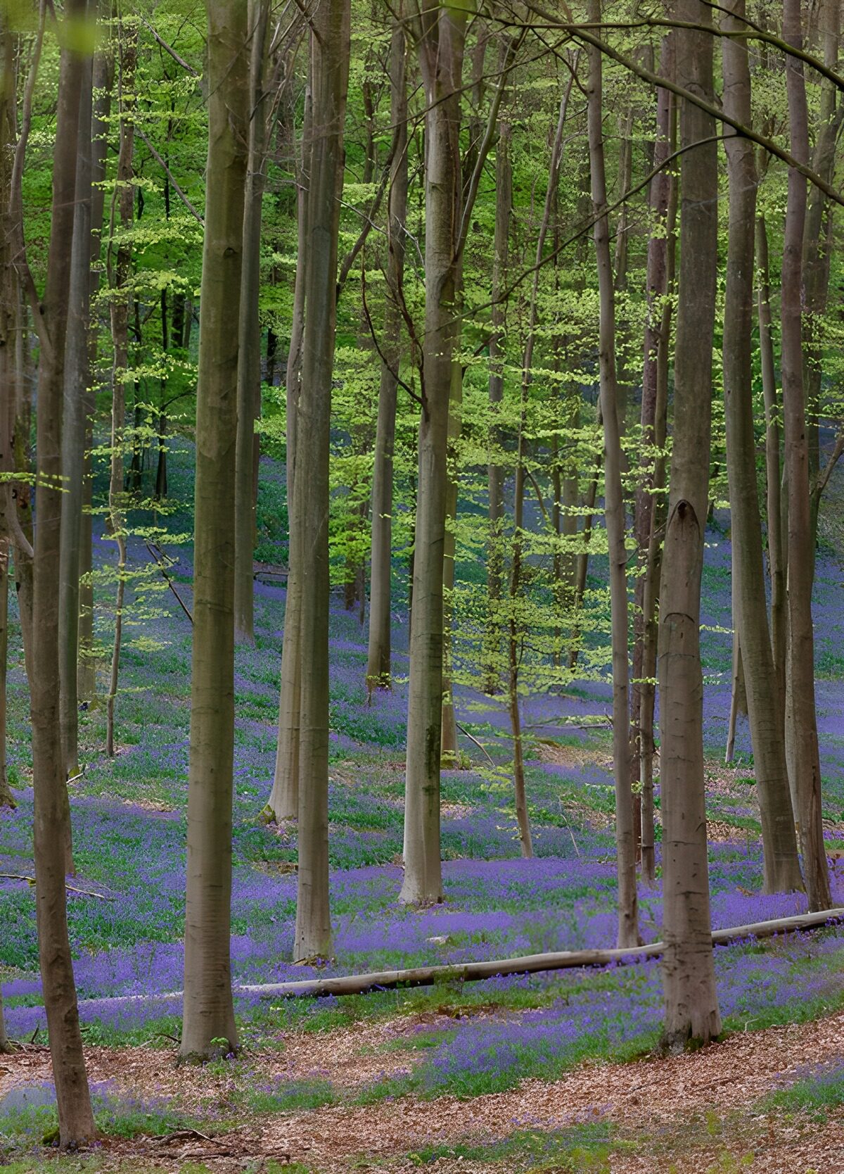 TPDE29175: Blühender Wald im Frühling