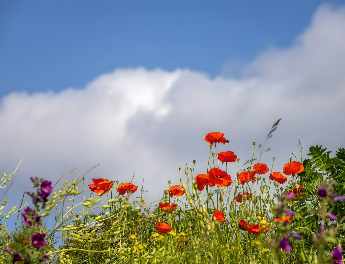 Blühende Mohnblumen unter blauem Himmel