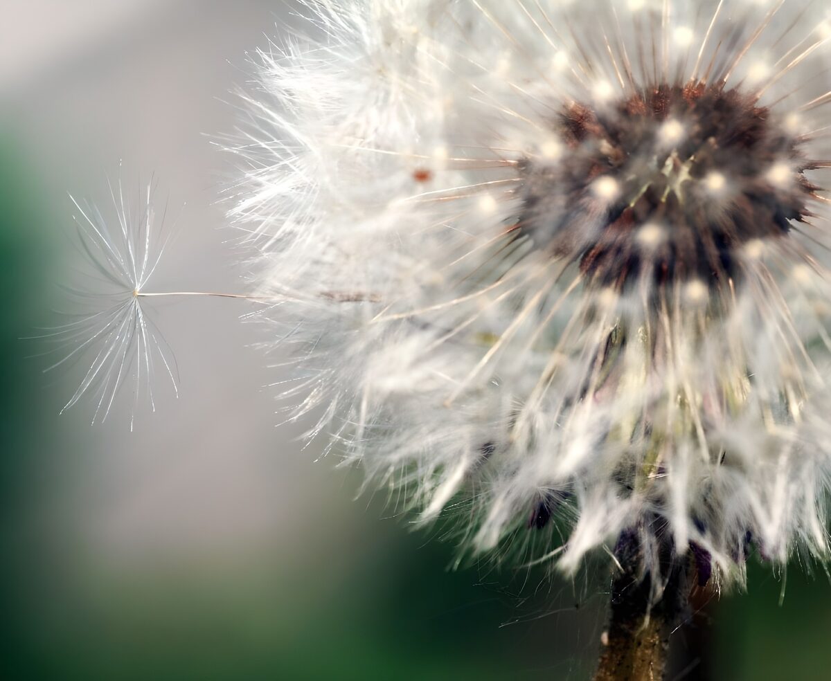  Flugsamen der Pusteblume