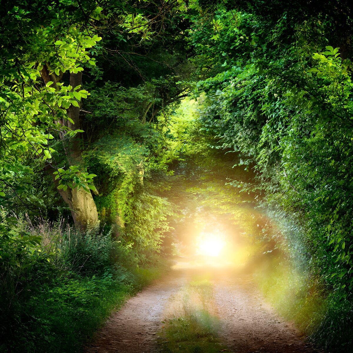 TPDE26923: Verborgener Weg im grünen Wald
