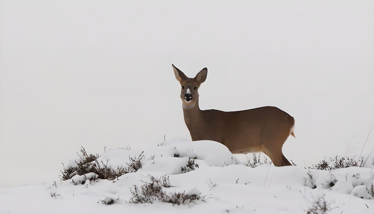 ein wachsames Reh im Schnee