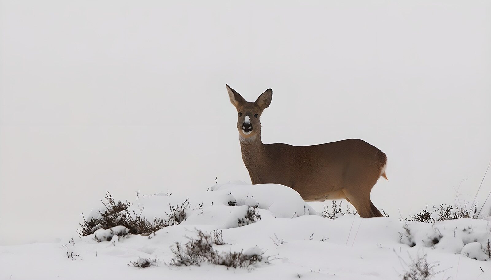 TPDE42938: ein wachsames Reh im Schnee