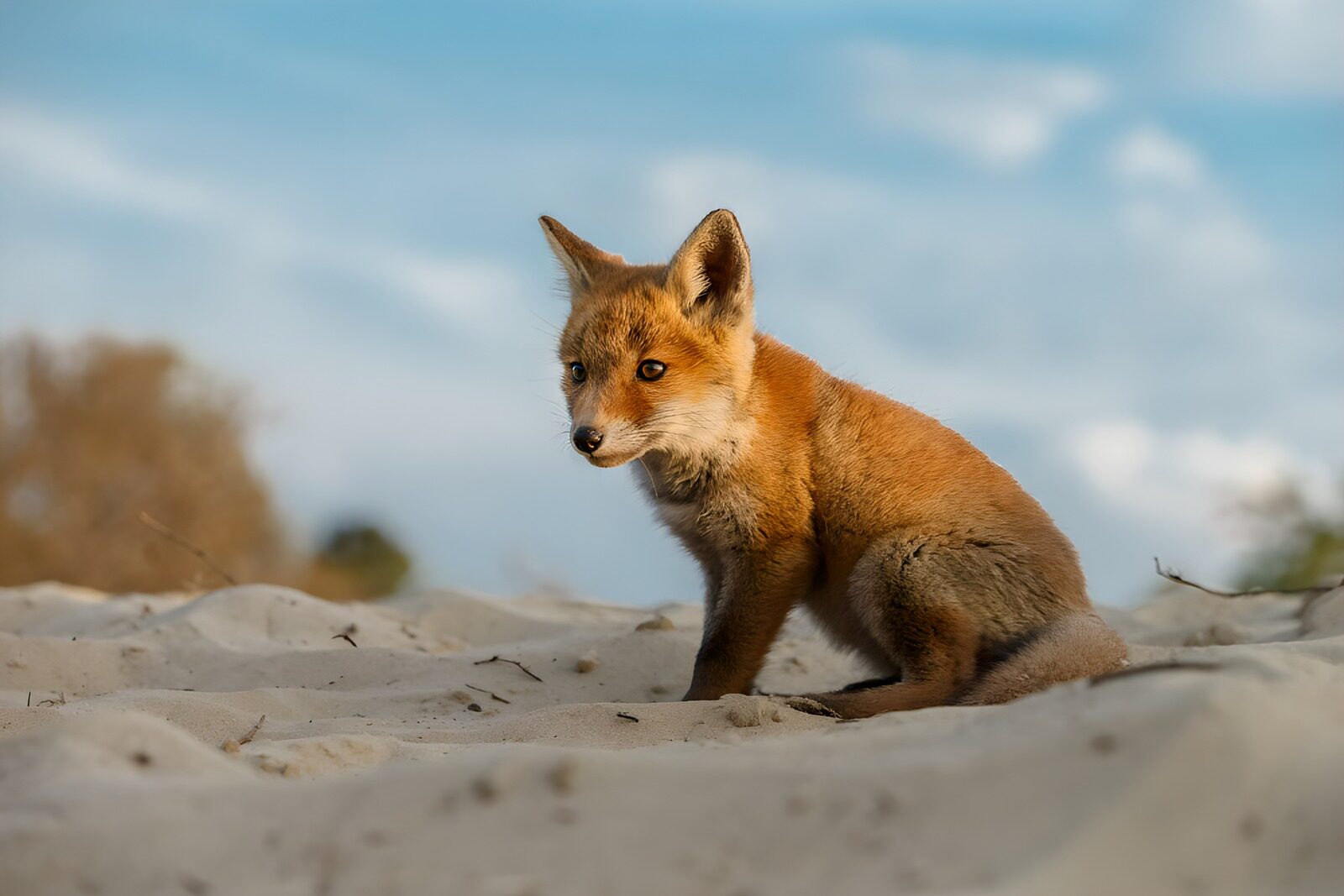 TPDE32493: Jungfuchs im Sand