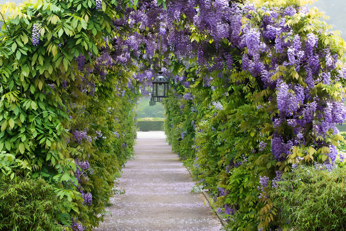 TPDE19307: Wunderschöner Wisteria-Tunnel