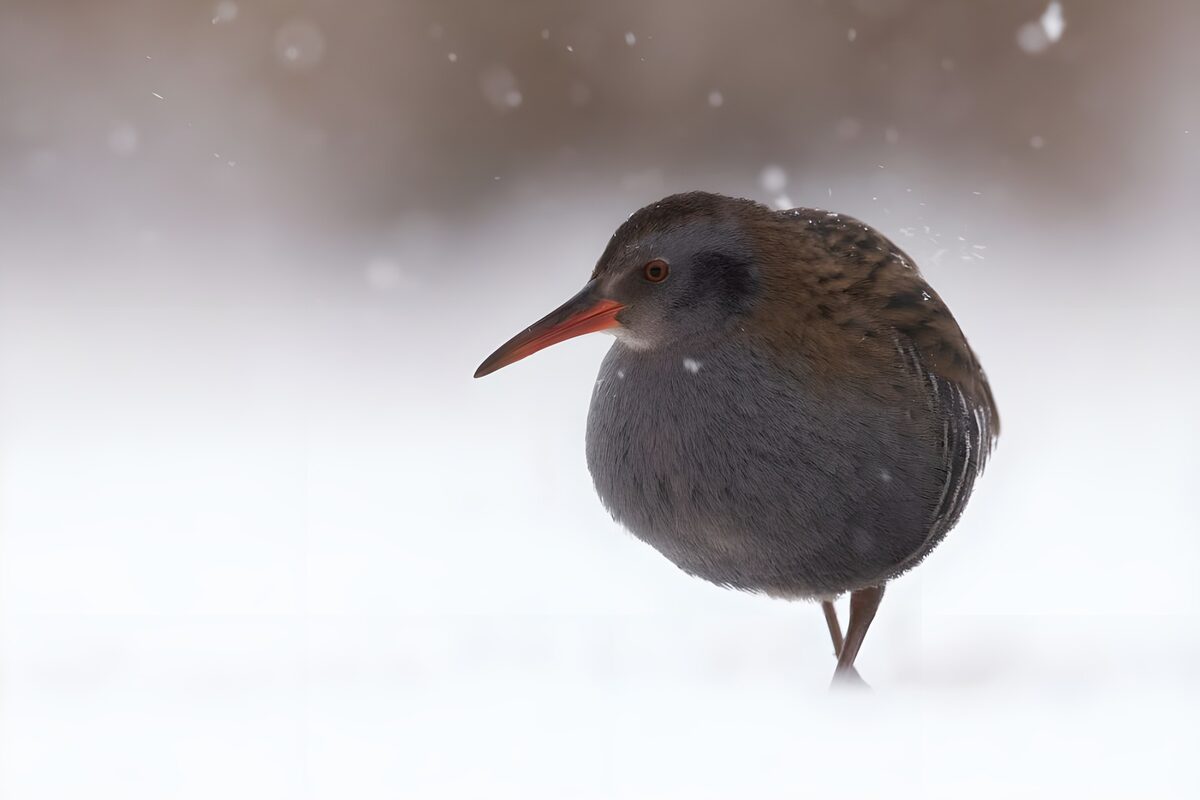 TPDE17515: Vogel im Schnee