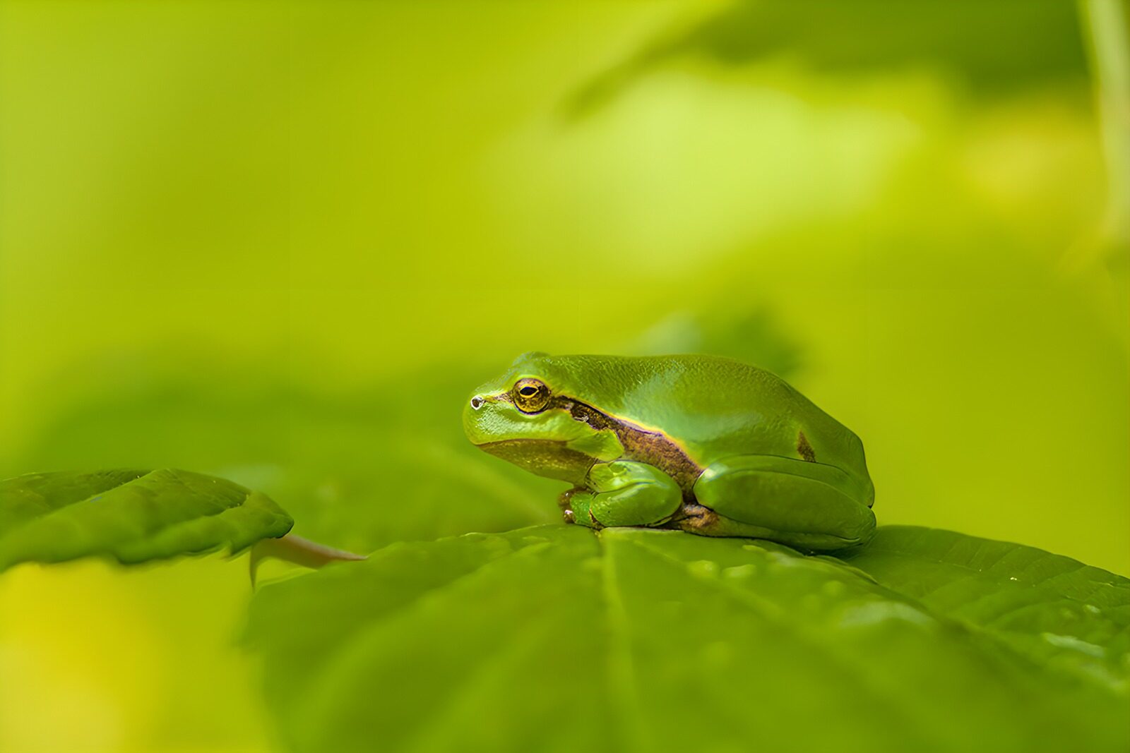 TPDE46485: Grüner Frosch auf einem Blatt