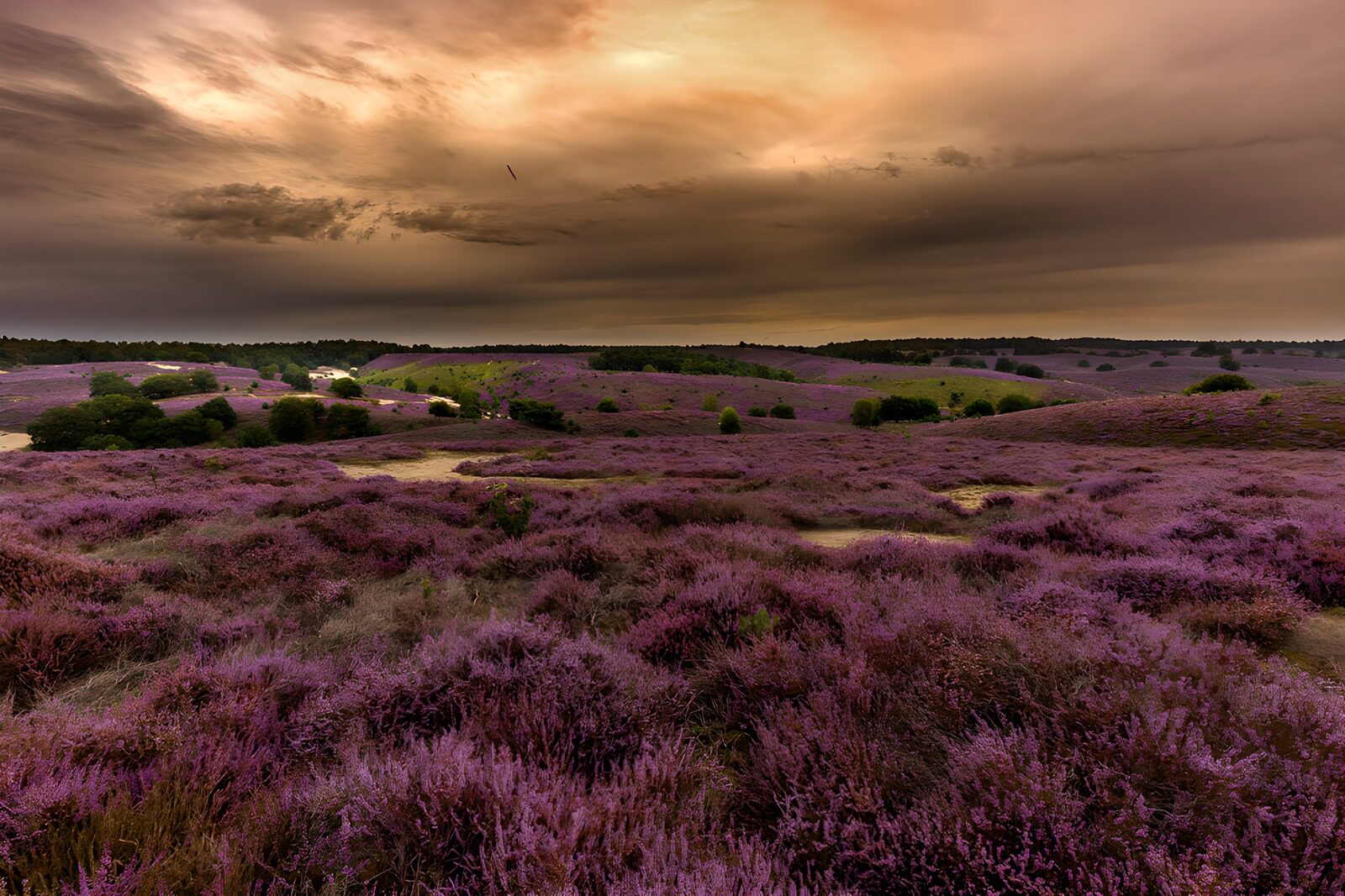 TPDE56764: Blühende Heide unter dramatischem Himmel