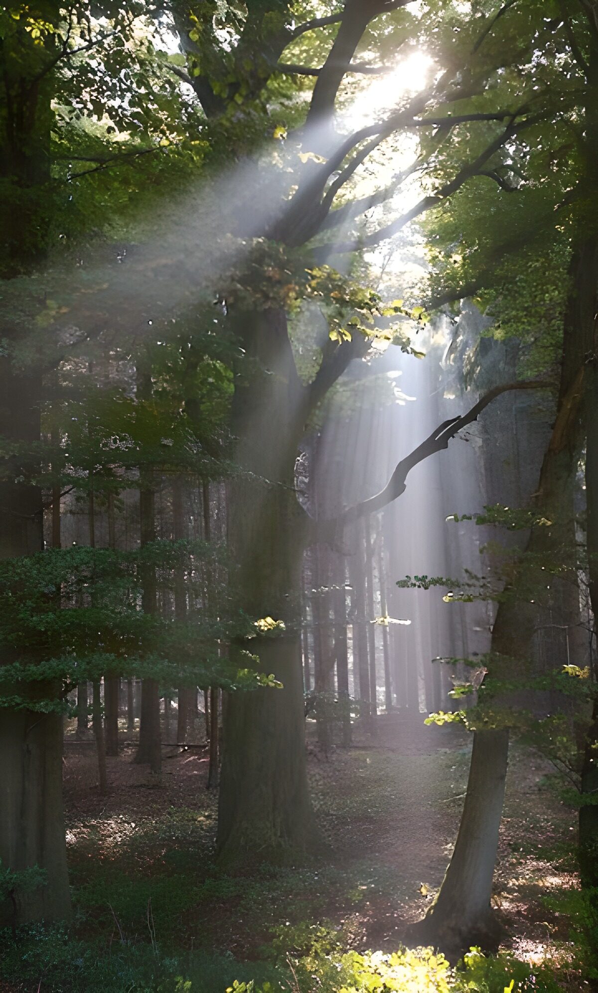 TPDE70026: Strahlenbüschel der verdeckten Sonne im Wald