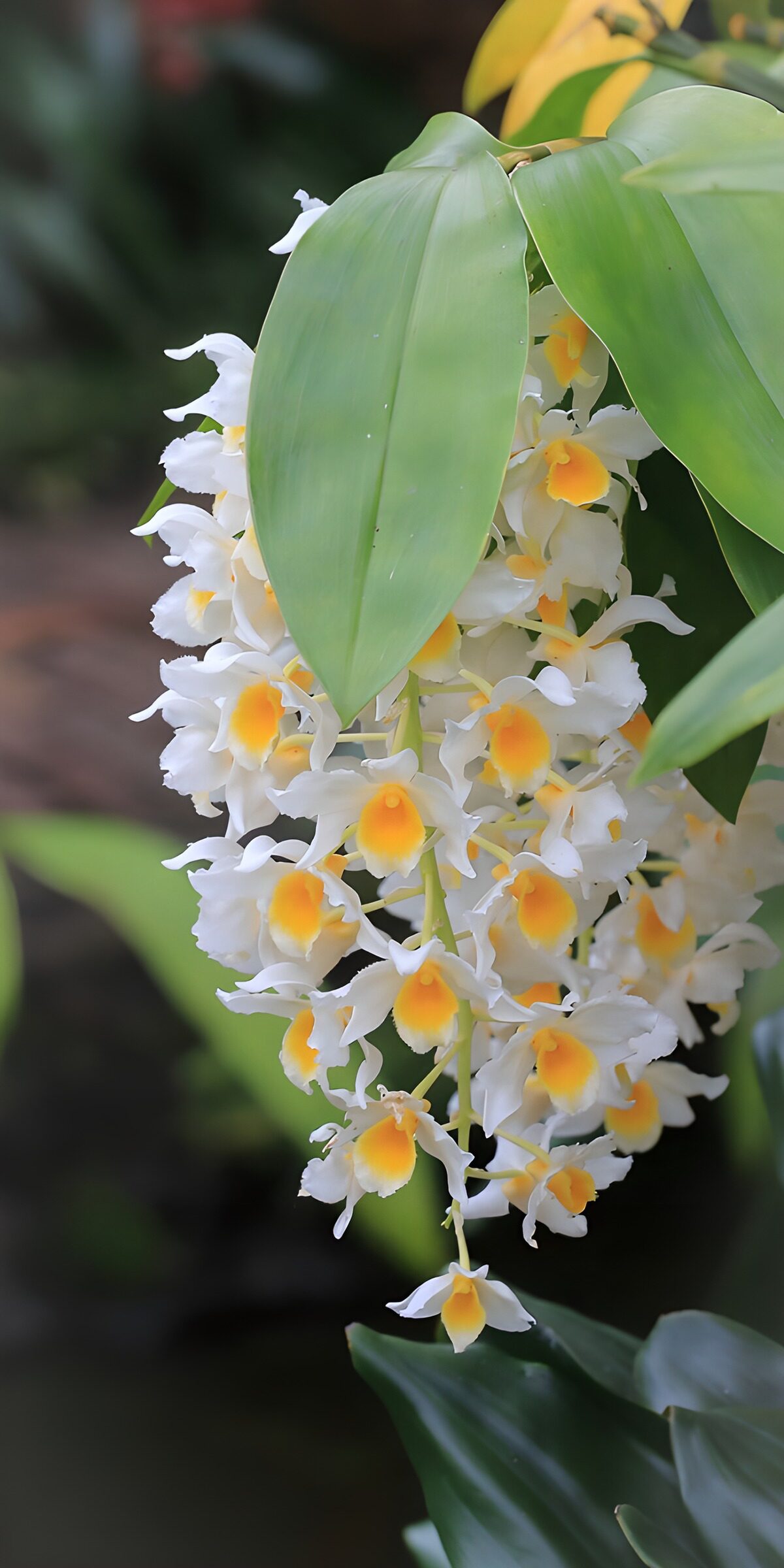 TPDE23390: Weiße Orchidee mit gelben Akzenten